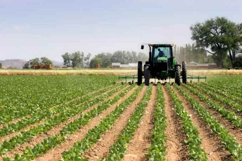 Agricoltura, «nella Sibaritide a rischio migliaia di posti di lavoro»