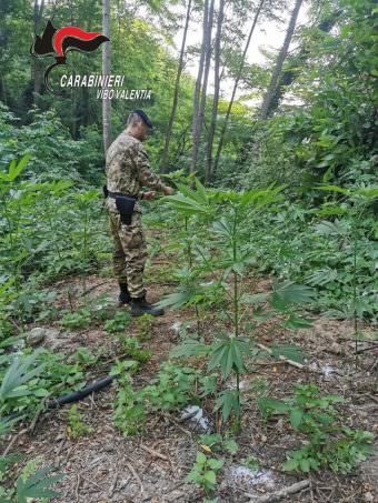 Coltivavano una piantagione di marijuana: due arresti nel Vibonese