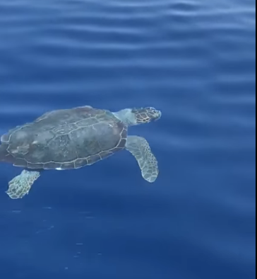 Tartaruga nel mare di Acquappesa: le riprese a circa cinque miglia dalla costa – VIDEO