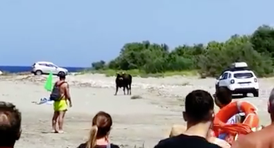 Corigliano Rossano, un toro semina il panico sulla spiaggia – VIDEO