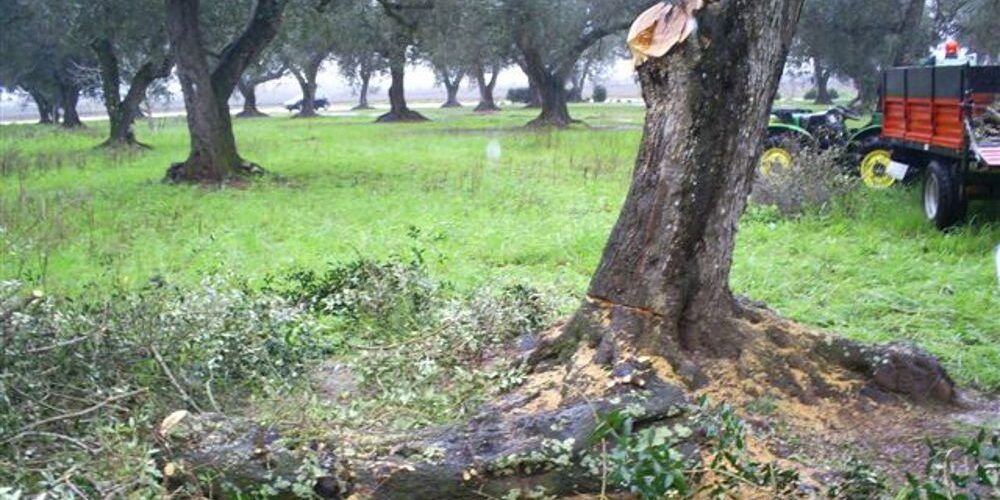 Spezzano Albanese, intimidazione a un imprenditore agricolo: tagliate 20 piante d’ulivo
