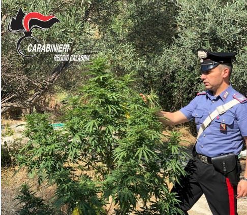 Coltivava una piantagione di canapa, in manette 30enne locrese