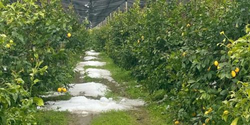 Grandine-2-Limoneti-Rocca-Imperiale-995x1024-1