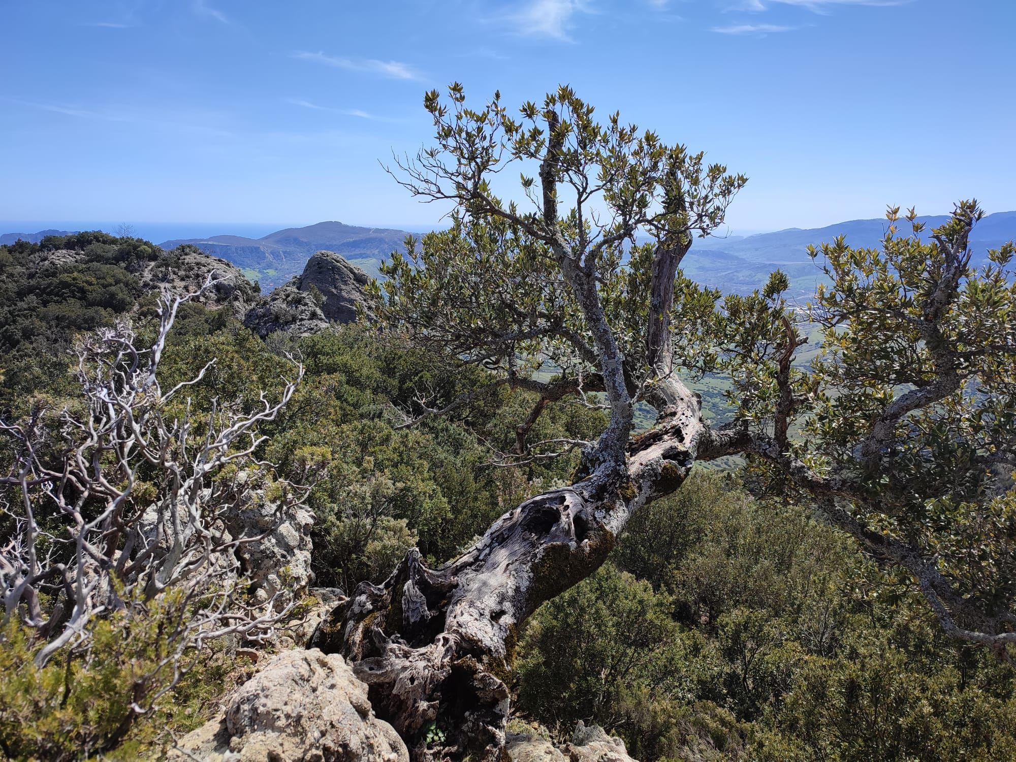 Cirella di Platì: storia di querce, rupi e uomini solitari – FOTO E VIDEO