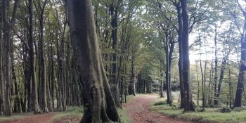 Difesa del suolo e tutela dell’ambiente. La “nuova” mission della forestazione in Calabria