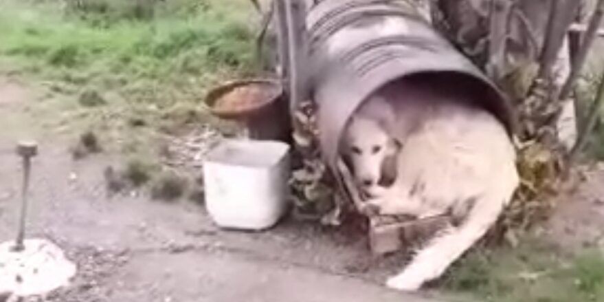 «Fusti esausti trasformati in cucce per cani»