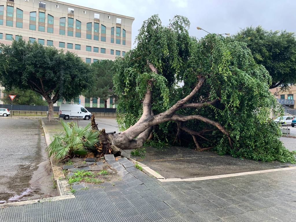 Pioggia e vento sulla Calabria. Situazione più critica a Reggio, neve a Botte Donato
