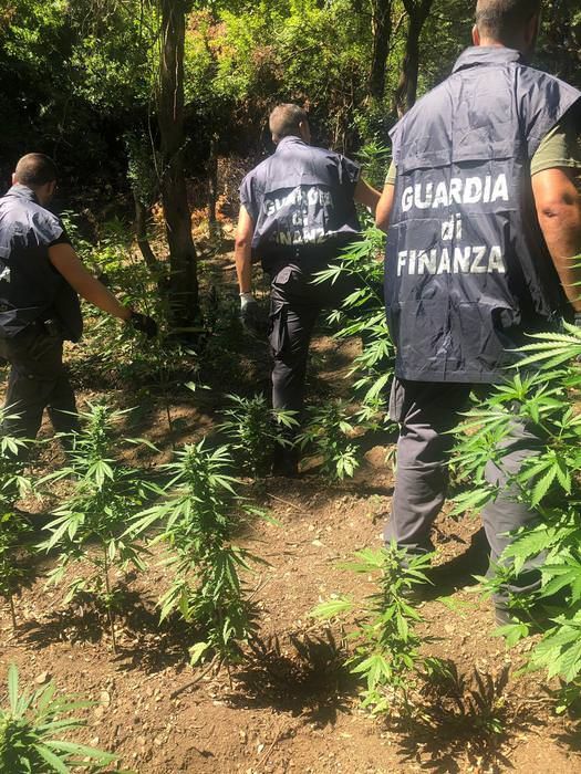 Piantagione di marijuana sequestrata nell'area del Parco dell'Aspromonte