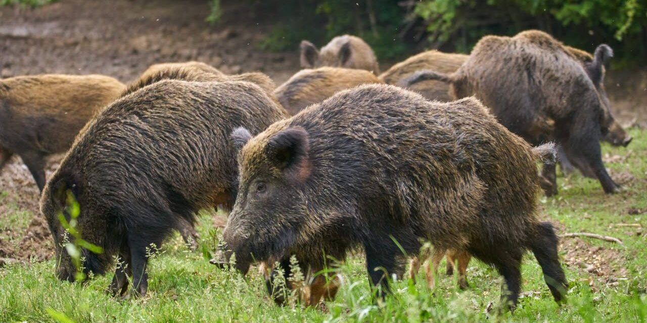 Peste suina, nuova ordinanza sul contenimento dei cinghiali