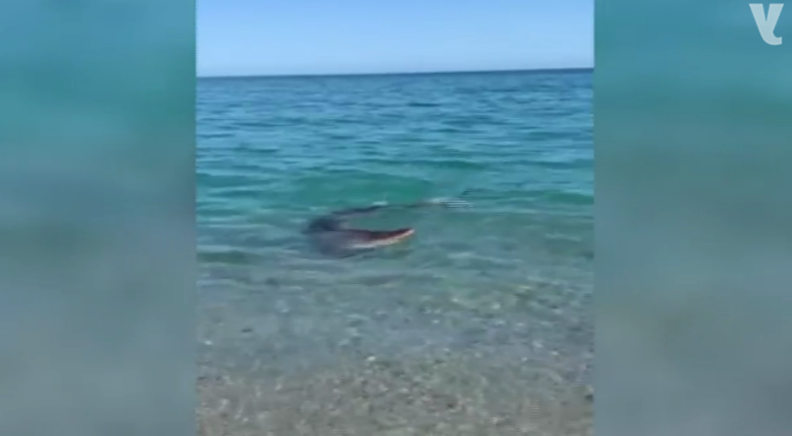 Squalo avvistato in Calabria. Per l’esperto è «una bella notizia»