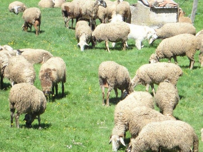 «Riconoscere le attività di pascolo con animali di terzi»