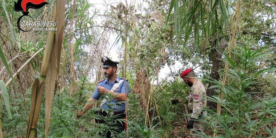 In Aspromonte scoperte due piantagioni di cannabis per un valore di oltre 2 milioni di euro. Un arresto