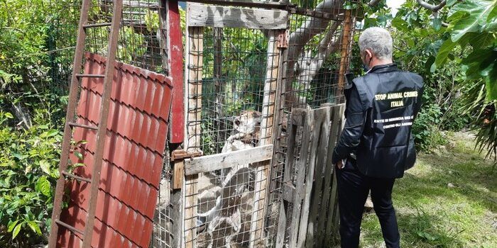 Allevamento lager di pitbull nel Cosentino, una denuncia – VIDEO