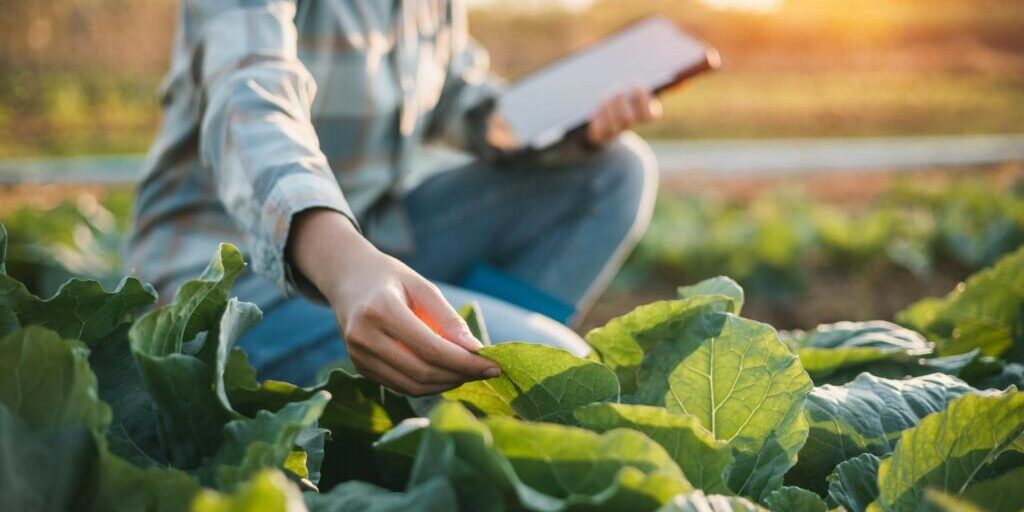 Giovani Agricoltori, oltre 560 domande presentate: pubblicata la graduatoria in autovalutazione