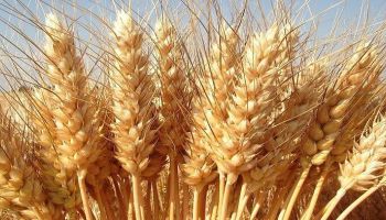 Grano duro italiano, Confagricoltura: «In crisi la nostra sovranità produttiva»