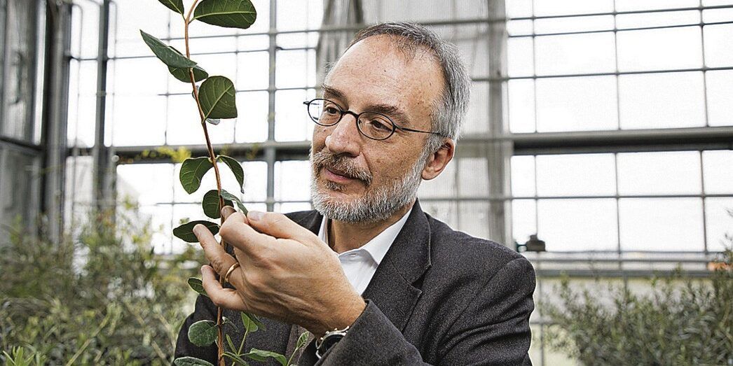 Il botanico calabrese minacciato dai vegani: «Mai detto che le piante non si possono mangiare»