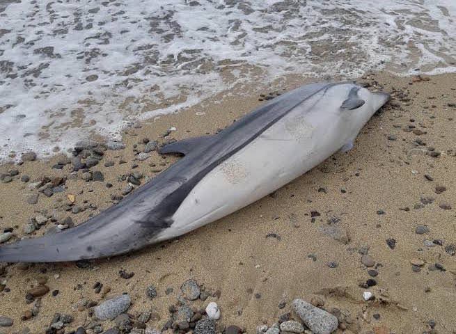 Delfino spiaggiato a Schiavonea
