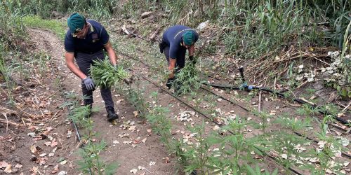 Sequestrata una maxi piantagione di canapa a Vibo. Avrebbe reso oltre un milione di euro