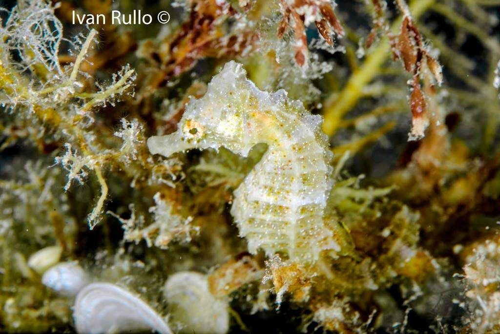 Nel mare della Locride il Paradiso dei cavallucci marini