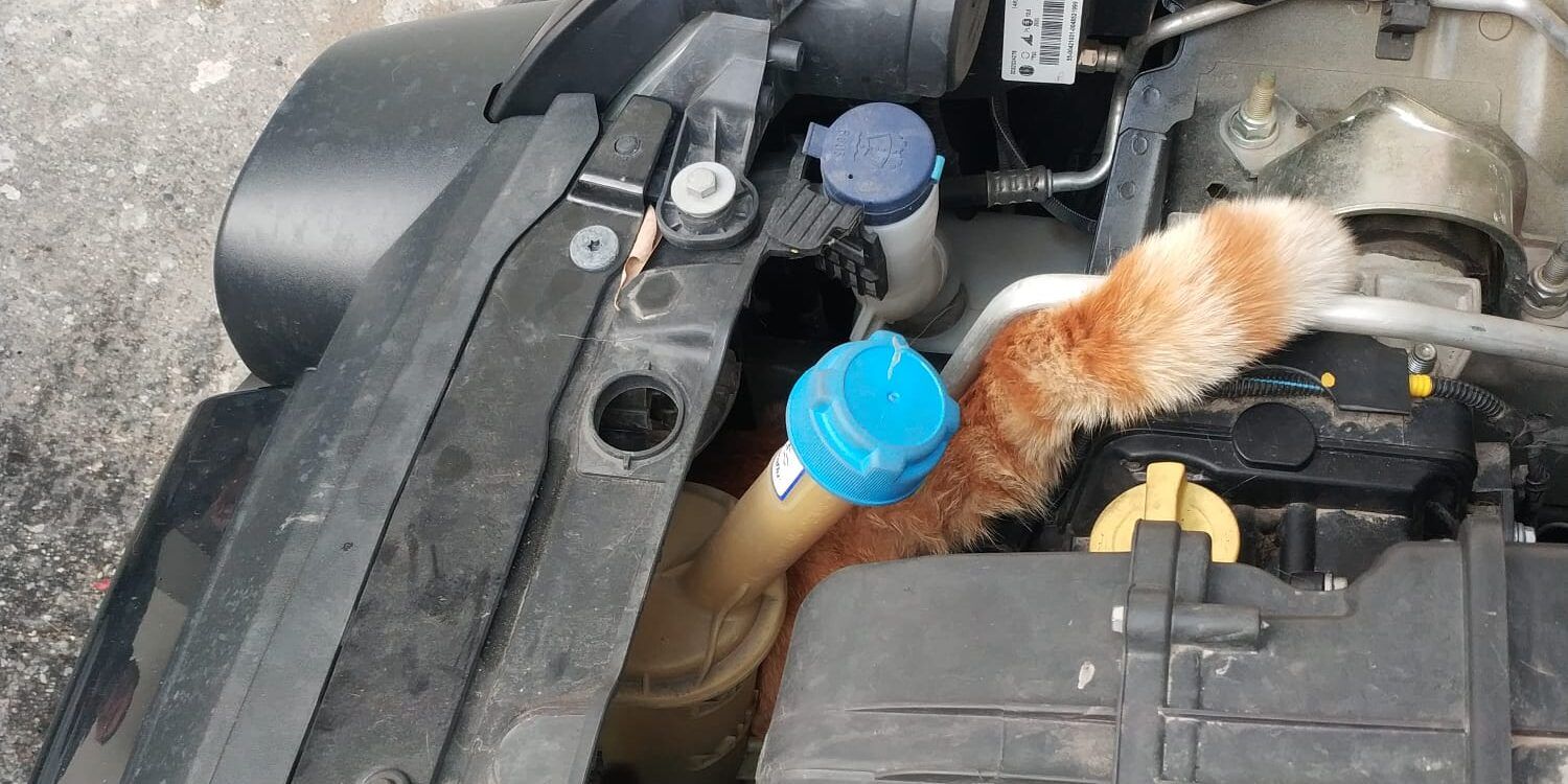 Gatto incastrato in una Panda nel Reggino, salvato dai Vigili del fuoco