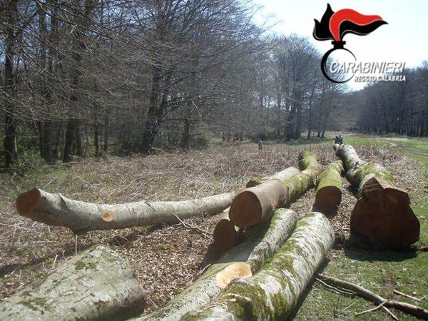 Strage di alberi in Aspromonte, sei denunce