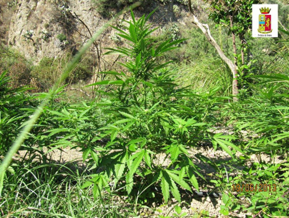 Scoperte 1600 piante di cannabis a Bova Marina