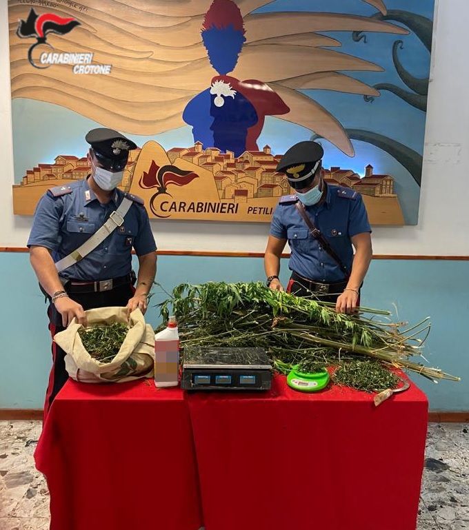 Scoperta piantagione di oltre 50 esemplari a Petronà, arrestato 24enne del Crotonese