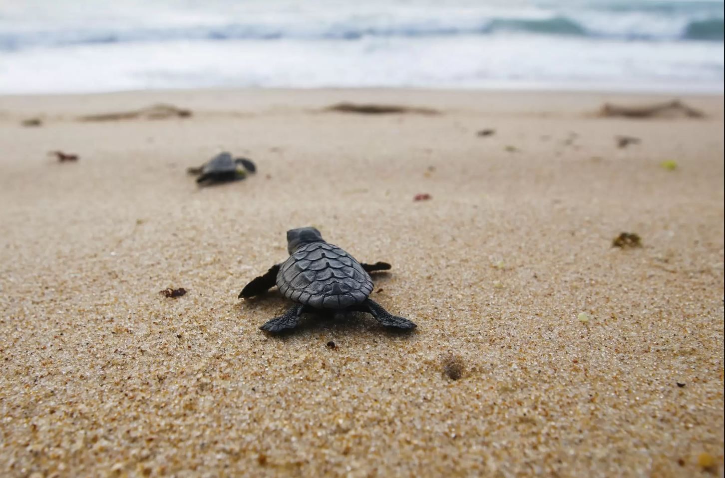 Caretta Caretta a rischio nel Reggino, Legambiente: «Ancora un caso di pulizia degli arenili con ruspe»