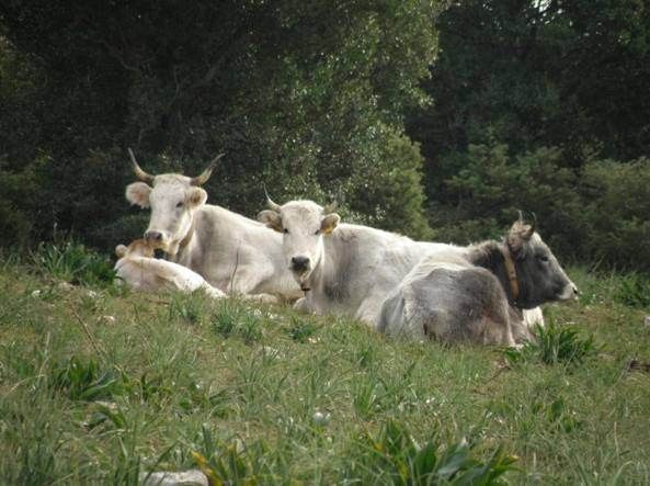 "Vacche sacre", parte la petizione contro «il crudele sterminio»