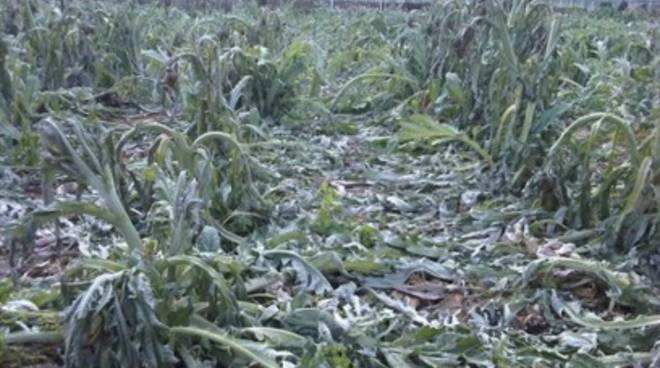 Oliverio scrive a Martina: «Calamità naturale per la Calabria»