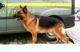 Laino, sequestrati 200 grammi di cocaina