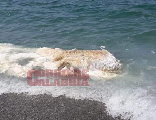 «Rimuovere la carcassa di animale spiaggiata in località Cafarone»