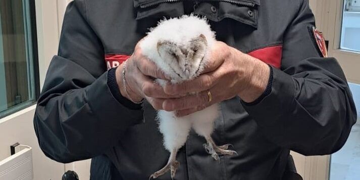 Salvato nel Catanzarese un rapace notturno appartenente a “specie protetta”