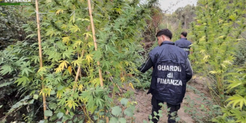 Papanice, serra di marijuana nascosta tra i rovi: 72 piante e un «raccolto» da mezzo milione – VIDEO