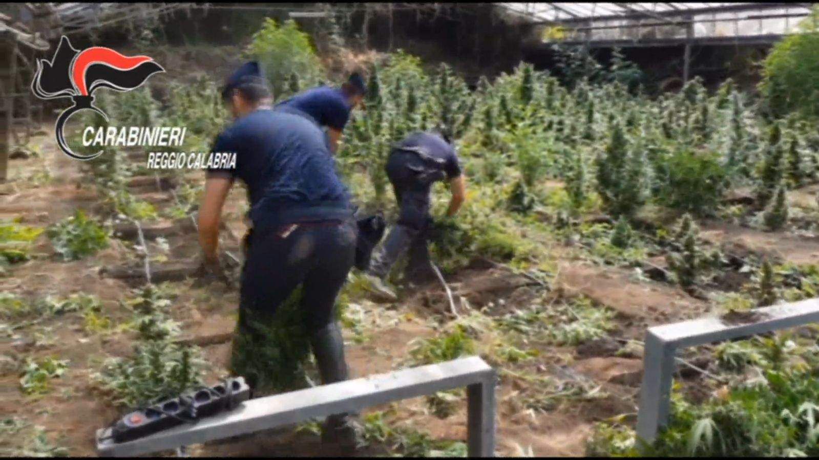 Laureana di Borrello, scoperte duemila piante di canapa