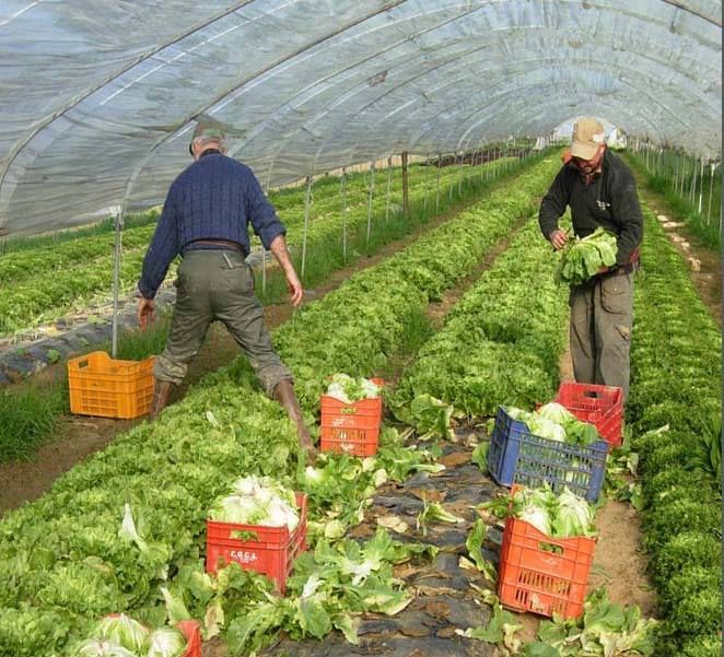 «Aiuti all'agricoltura a rischio»