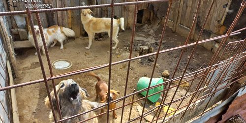 cani sequestro san giovanni in fiore