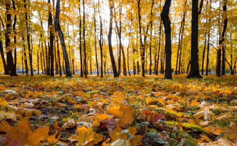 Da mercoledì aria mite, è la prima “novembrata” della storia: 25° in Calabria