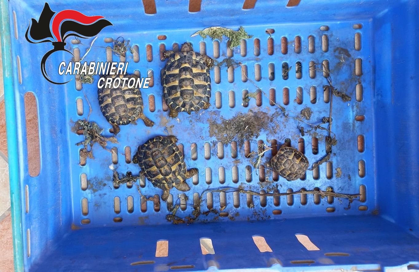 Nel Crotonese sequestrati un reperto archeologico e quattro tartarughe protette