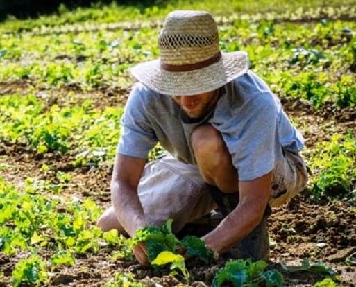 Agricoltura, ultimati i pagamenti di febbraio