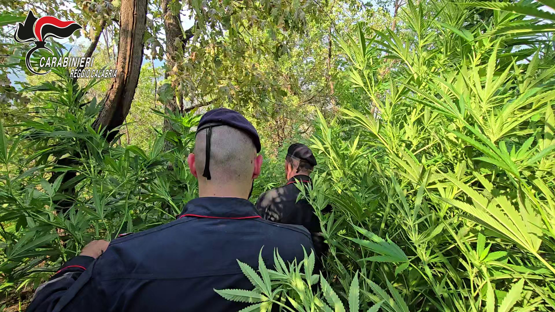 Sequestrata una piantagione di cannabis in Aspromonte