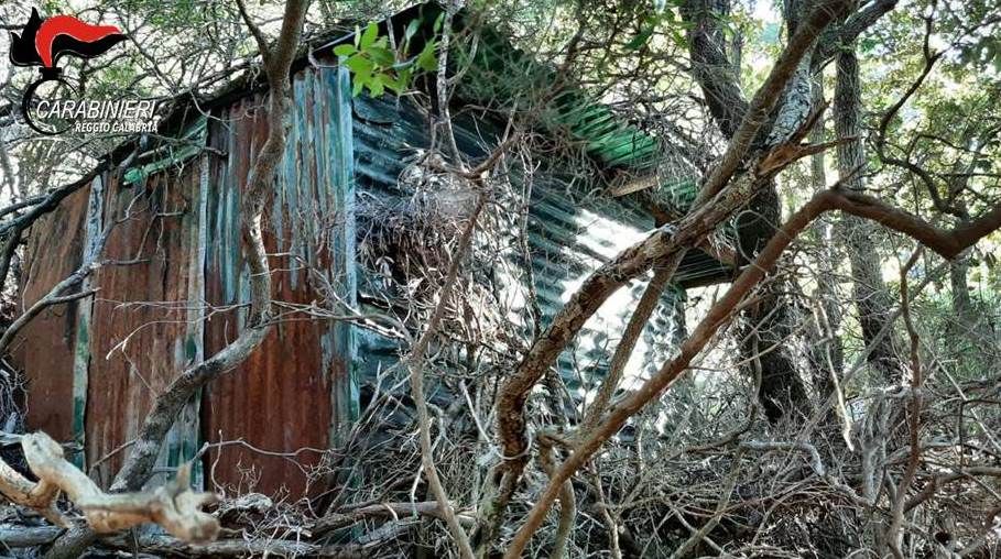 Platì, scoperta piantagione di canapa indiana