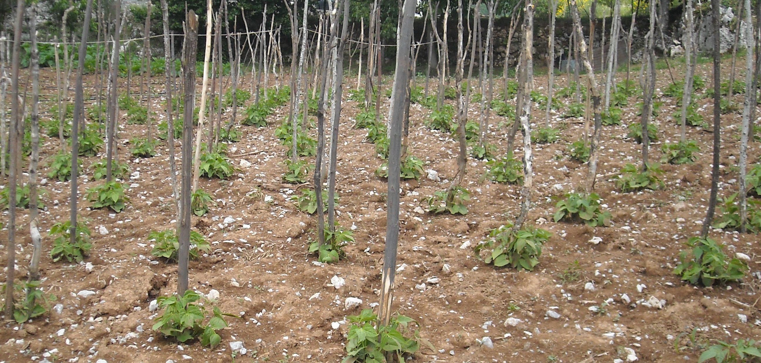 Fagiolo poverello, nuova eccellenza calabrese