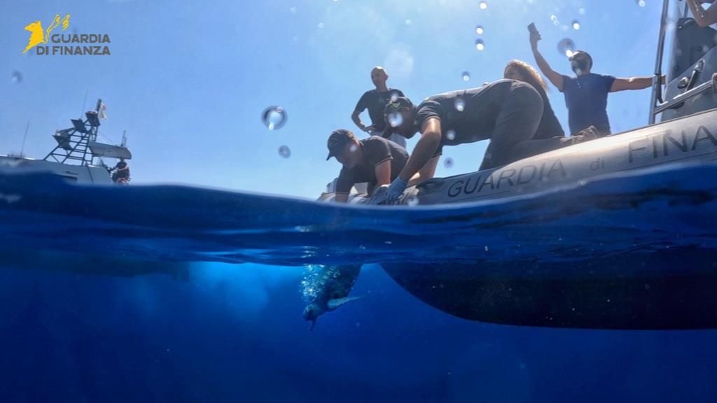 Tornano in mare “Franca” e “Antonella”, le due tartarughe salvate e guarite a Vibo Marina – FOTO