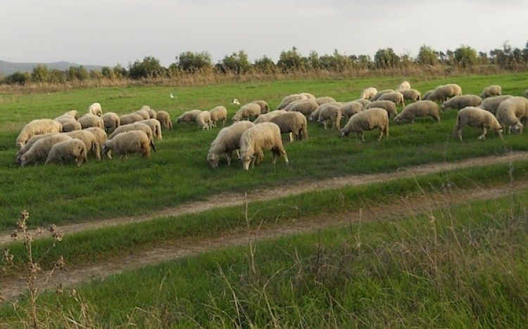 Briatico, la coop agricola antindrangheta denuncia un pascolo abusivo