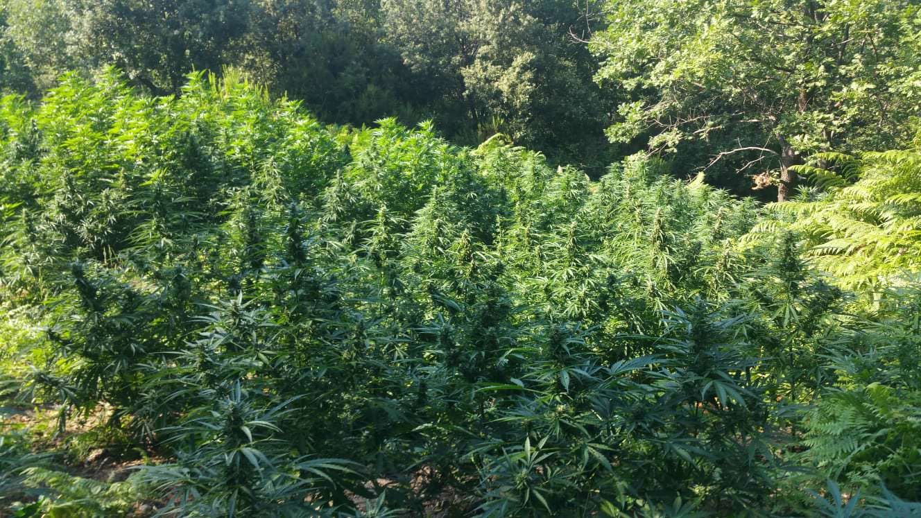 Beccato dai carabinieri in una piantagione di canapa: arrestato