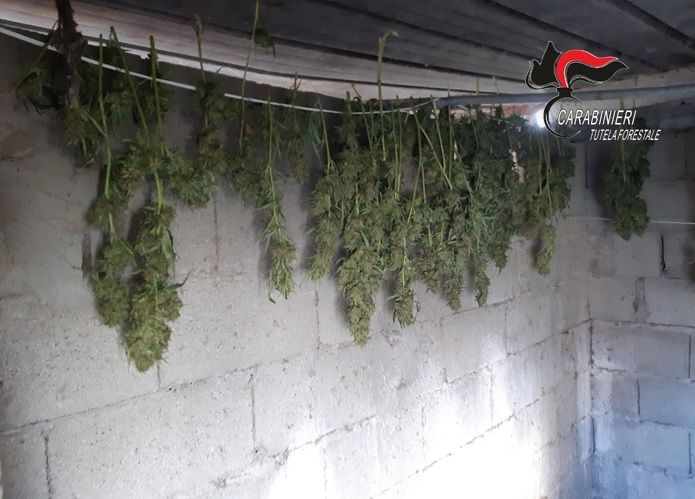 Lamezia Terme, sequestrate più di 900 piante di cannabis – VIDEO