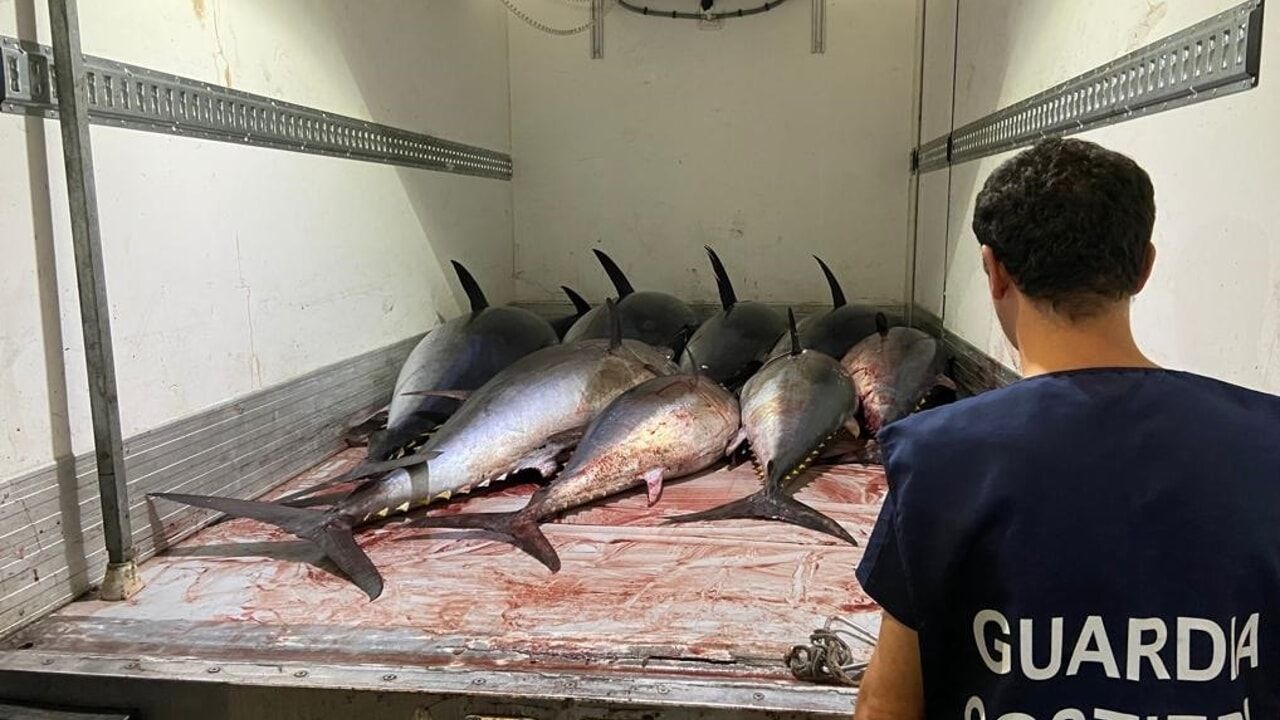 Tonno rosso illegale, “beccato” a Roma un furgone proveniente dalla Calabria