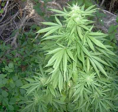 Aveva in casa una serra per produrre marijuana, arrestato