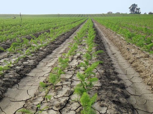 Siccità, a Crotone produzione di finocchi in ginocchio